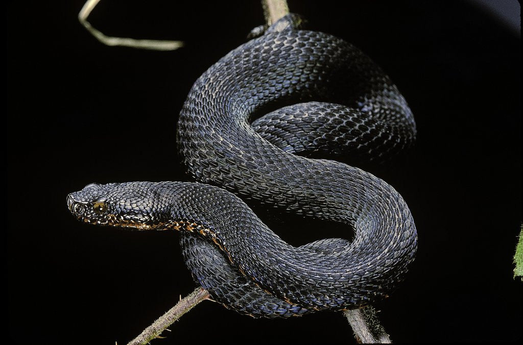 Detail of Vipera aspis f. melanistic (asp viper) by Anonymous