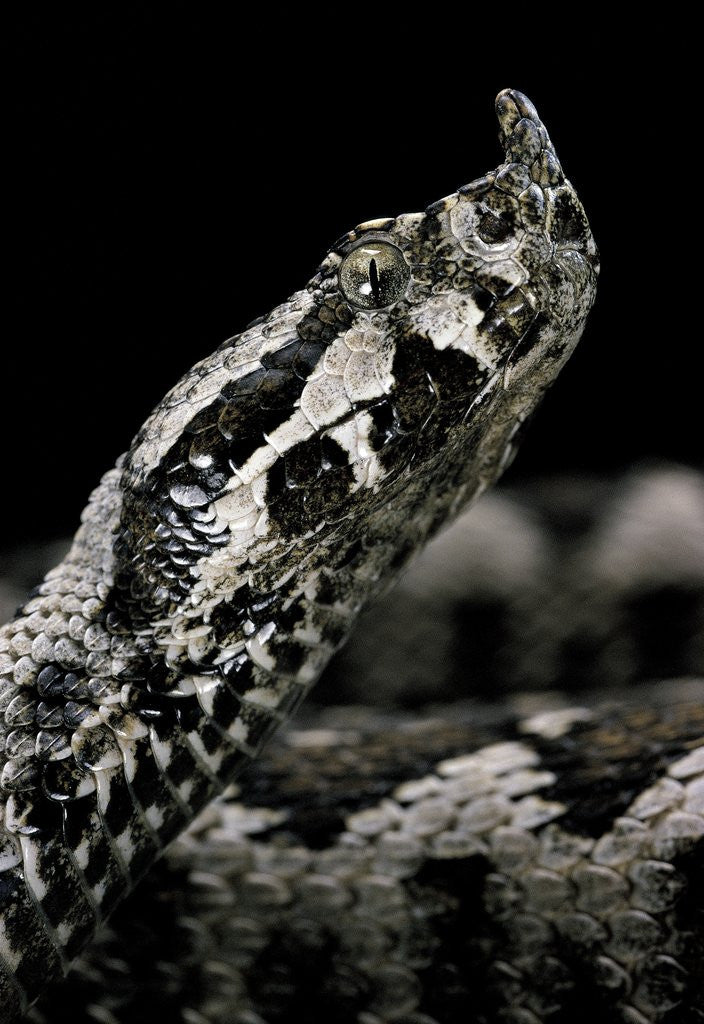 Detail of Vipera ammodytes (nose-horned viper) by Anonymous