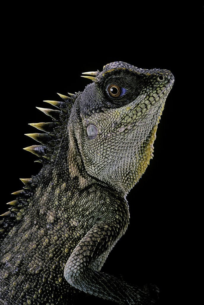 Detail of Acanthosaura armata (armored pricklenape) by Anonymous