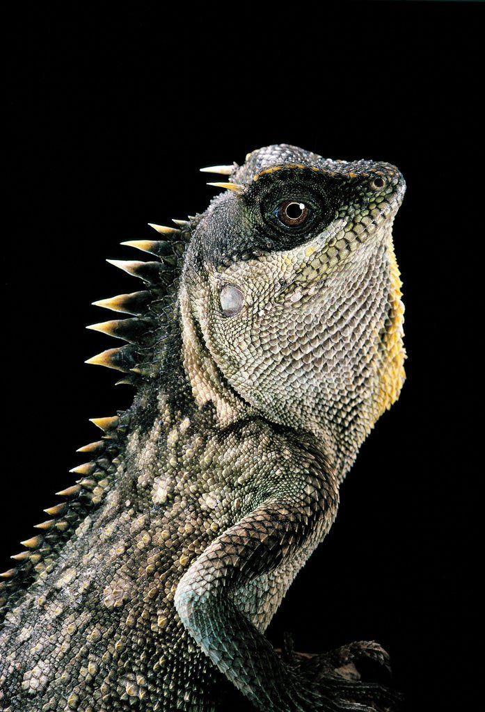 Detail of Acanthosaura armata (armored pricklenape) by Anonymous