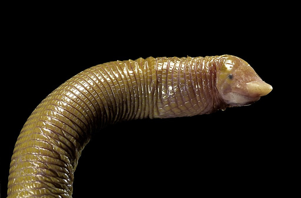 Detail of Amphisbaenidae. by Anonymous
