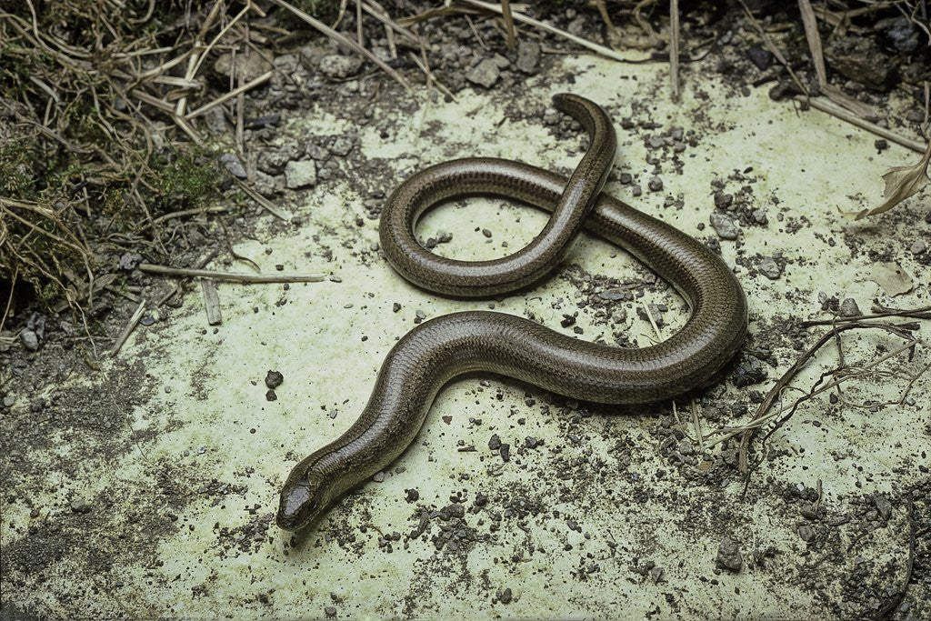Detail of Anguis fragilis (Slow Worm) by Anonymous