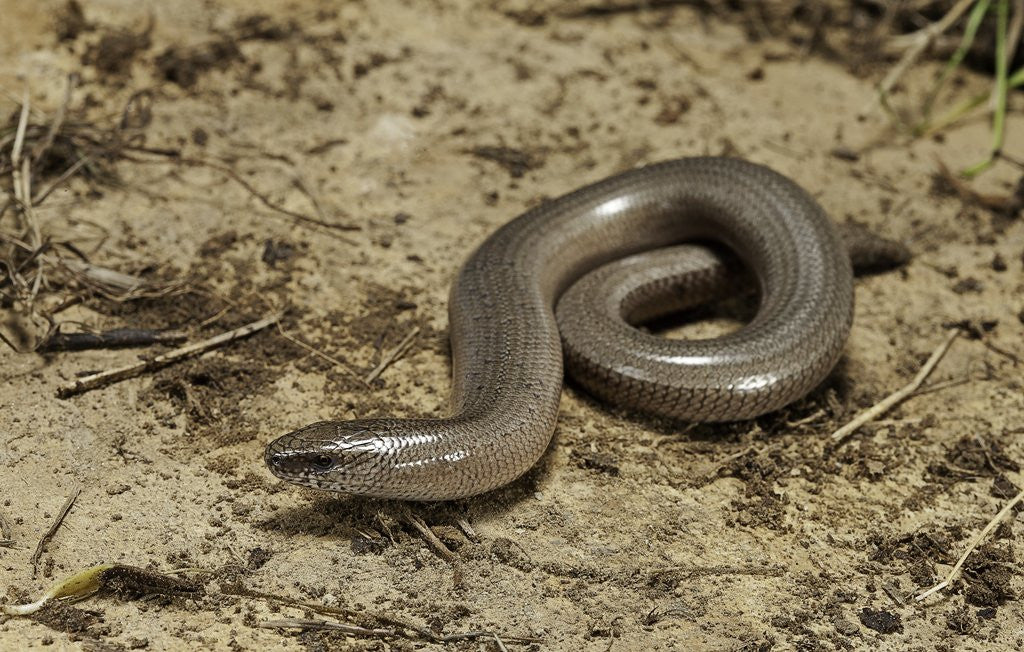 Detail of Anguis fragilis (Slow Worm) by Anonymous
