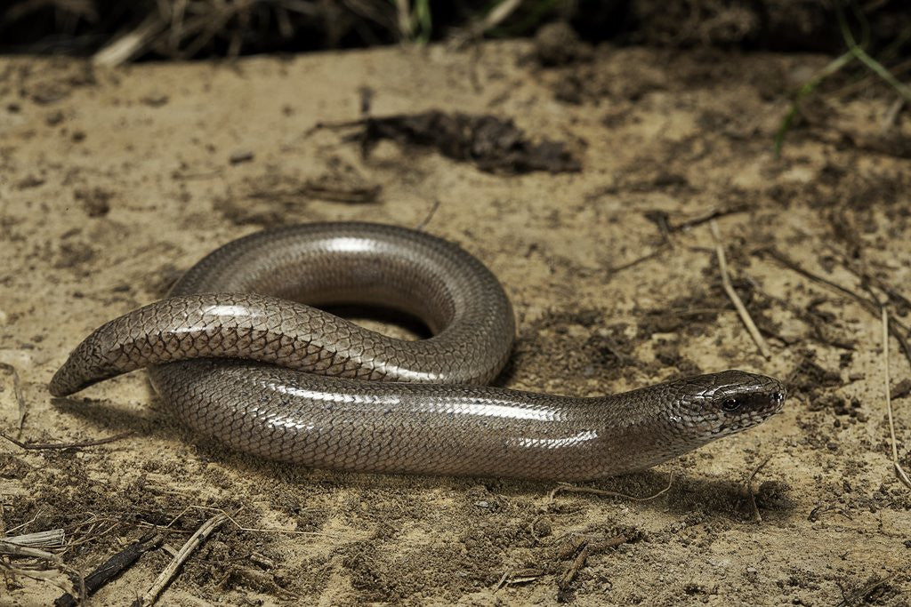 Detail of Anguis fragilis (Slow Worm) by Anonymous