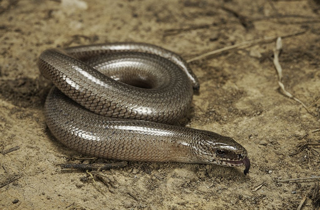 Detail of Anguis fragilis (Slow Worm) by Anonymous