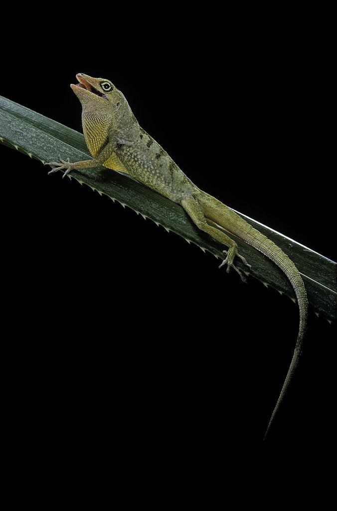 Detail of Anolis roquet salinei (savannah anole) by Anonymous