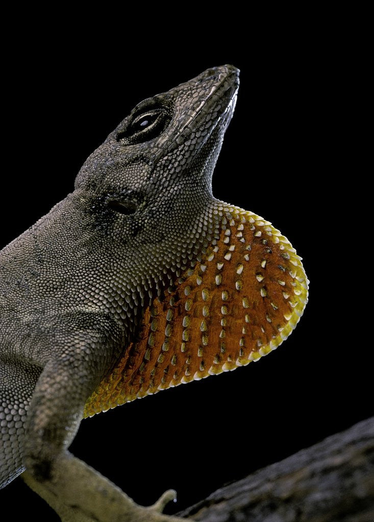 Detail of Anolis sagrei (Cuban brown anole) by Anonymous