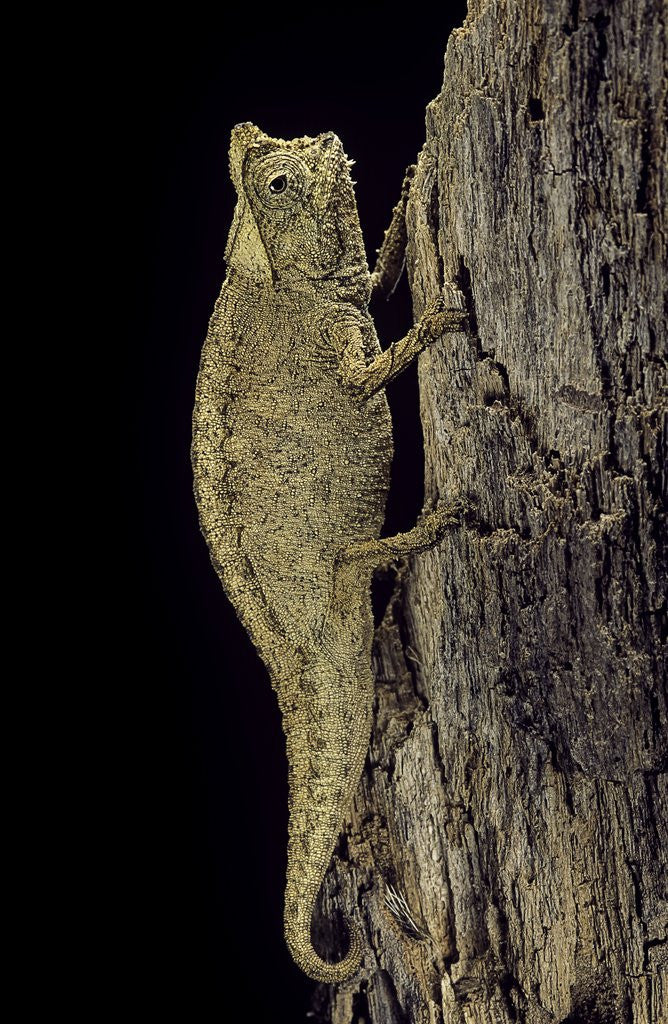 Detail of Brookesia superciliaris (brown leaf chameleon) by Anonymous