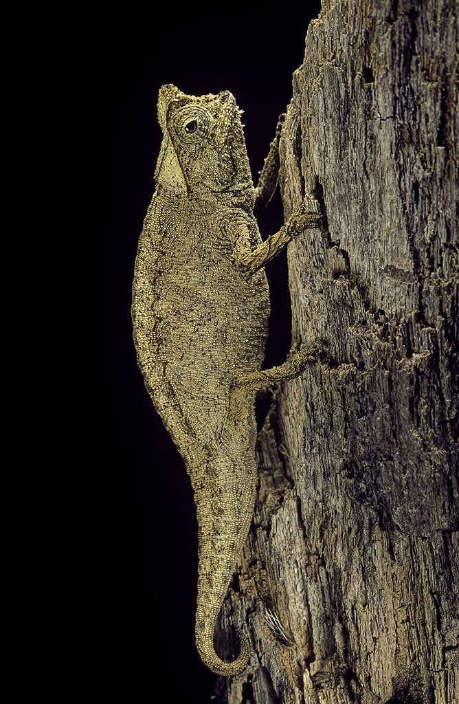 Detail of Brookesia superciliaris (brown leaf chameleon) by Corbis