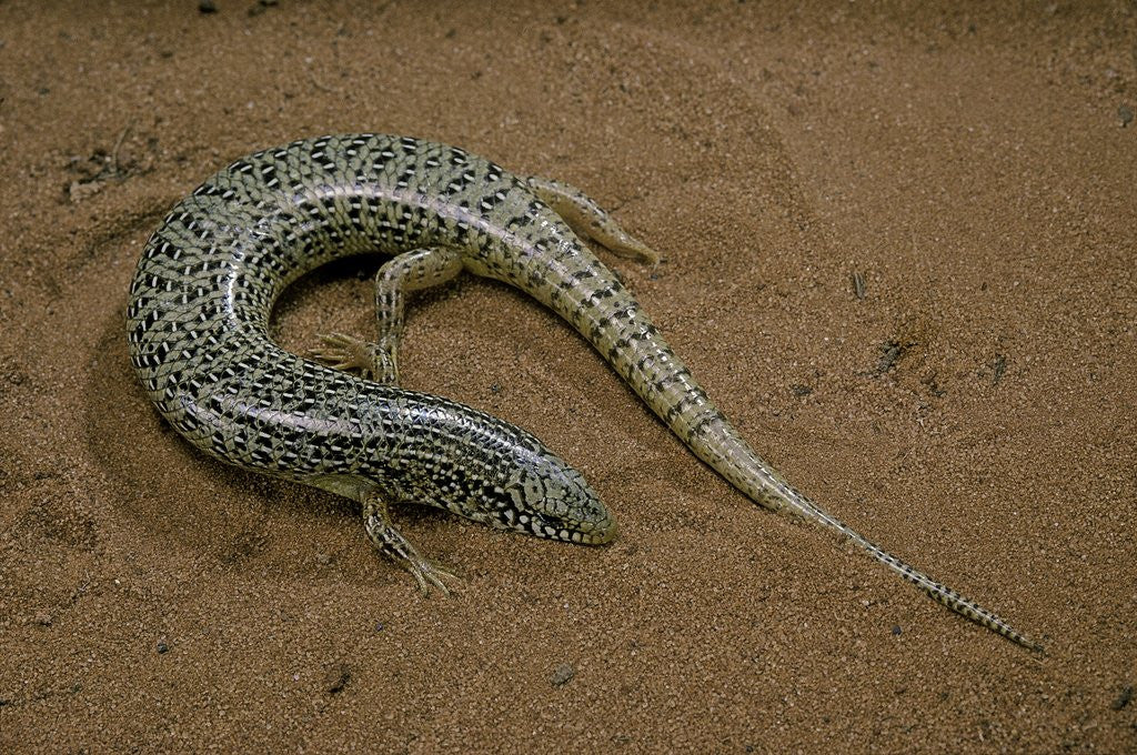 Detail of Chalcides ocellatus (ocellated barrel skink) by Anonymous