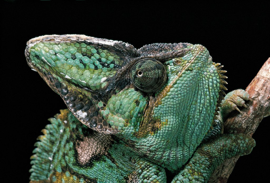 Detail of Chamaeleo calyptratus (veiled chameleon) by Anonymous