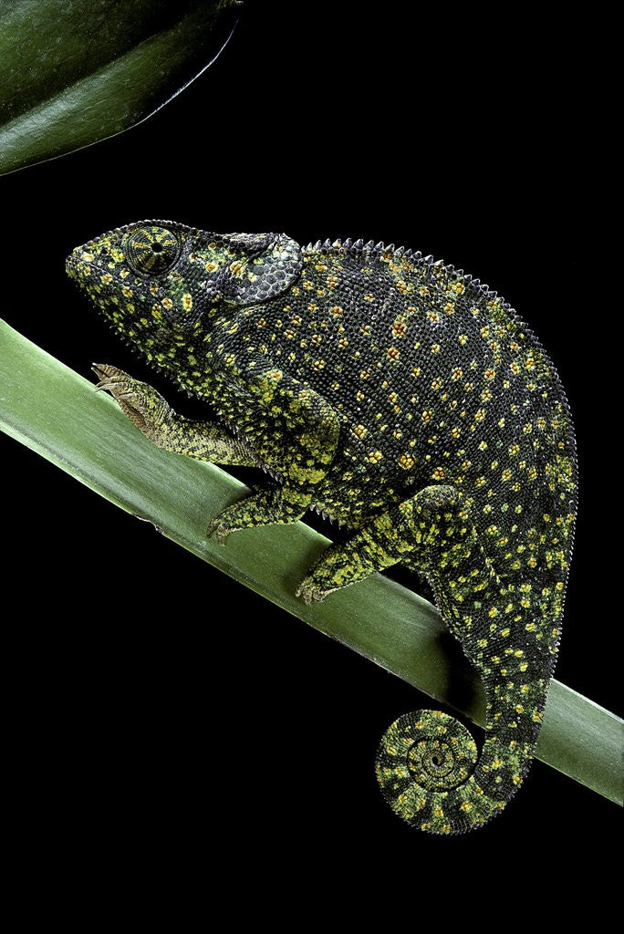 Detail of Chamaeleo dilepis (flapneck chameleon) by Anonymous