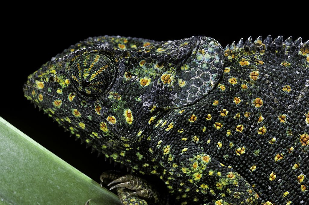Detail of Chamaeleo dilepis (flapneck chameleon) by Anonymous