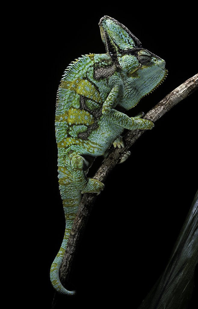 Detail of Chamaeleo calyptratus (veiled chameleon) by Anonymous