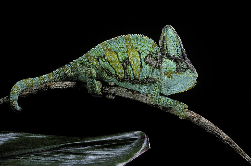 Detail of Chamaeleo calyptratus (veiled chameleon) by Anonymous