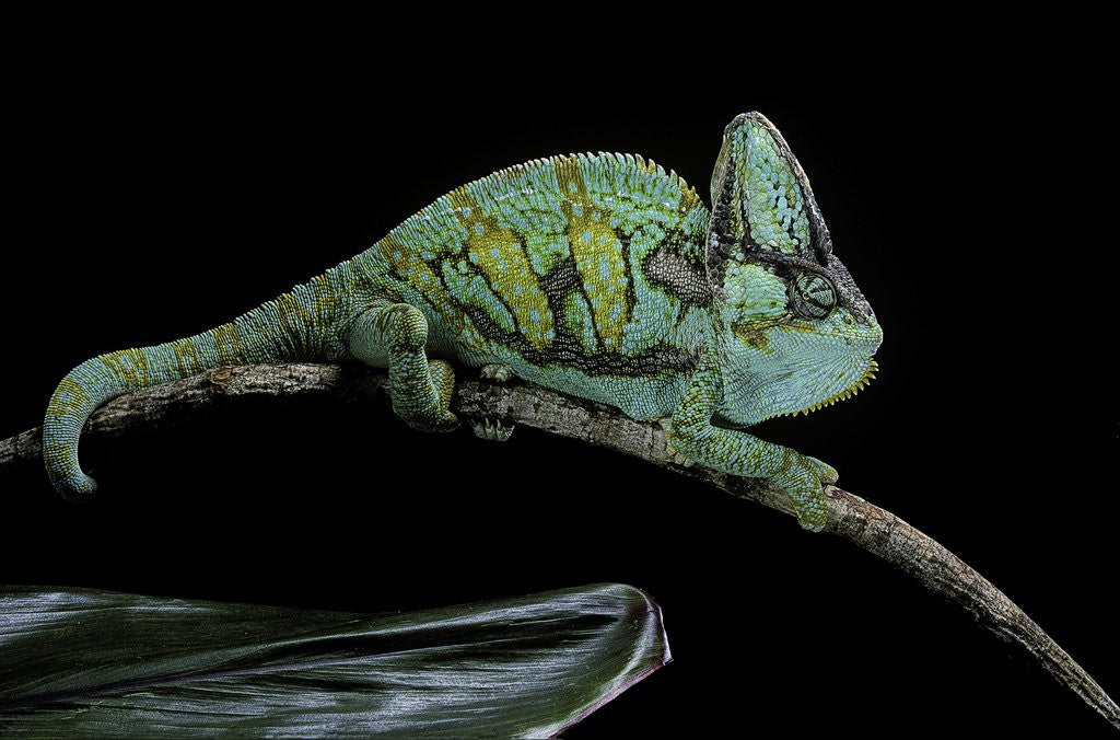 Detail of Chamaeleo calyptratus (veiled chameleon) by Corbis