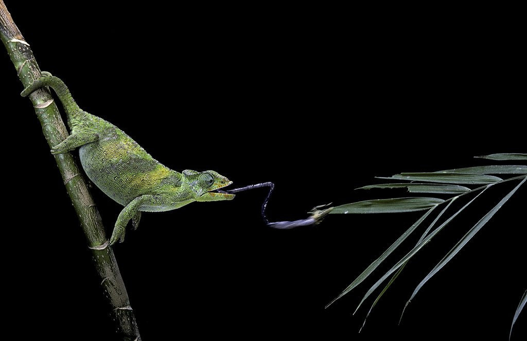 Detail of Chamaeleo johnstoni (Johnston's chameleon) - capturing an insect by Anonymous