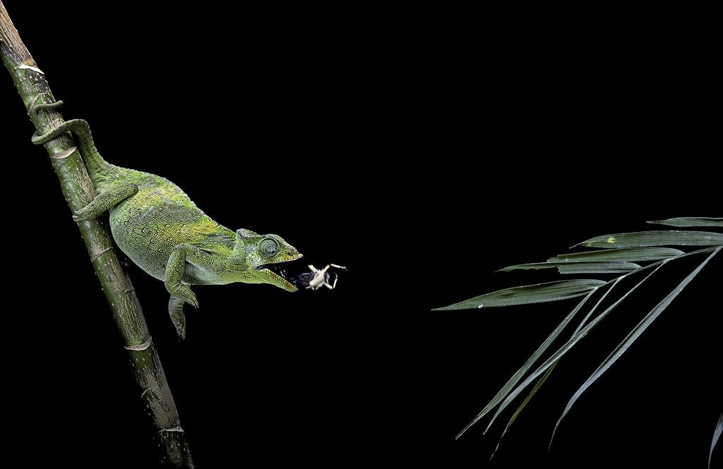 Detail of Chamaeleo johnstoni (Johnston's chameleon) - capturing an insect by Anonymous