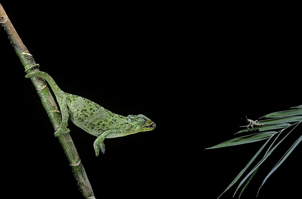 Detail of Chamaeleo johnstoni (Johnston's chameleon) - capturing an insect by Anonymous