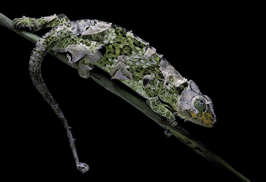 Detail of Chamaeleo johnstoni (Johnston's chameleon) - shedding its skin by Anonymous