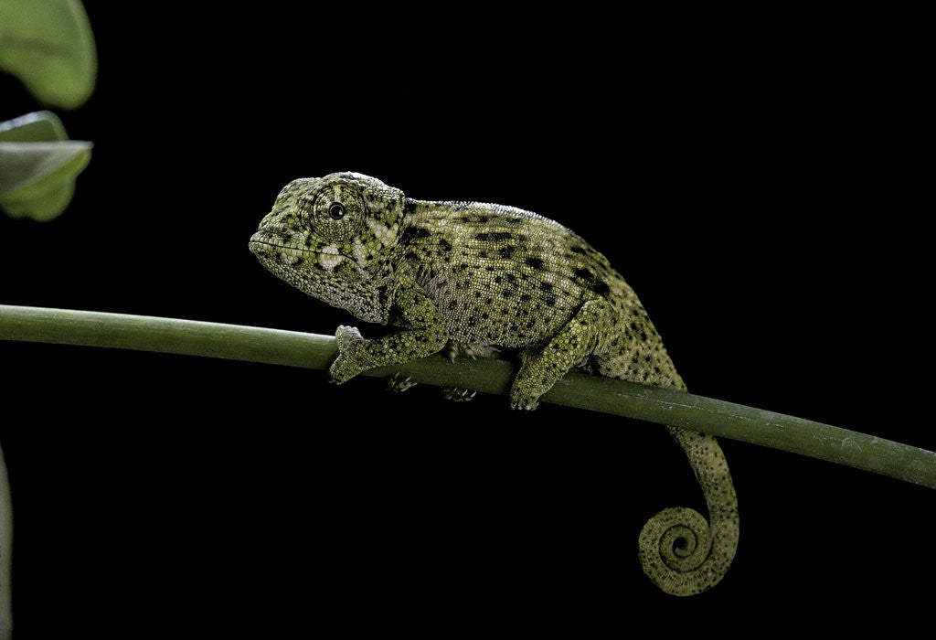 Detail of Chamaeleo johnstoni (Johnston's chameleon) - young by Anonymous