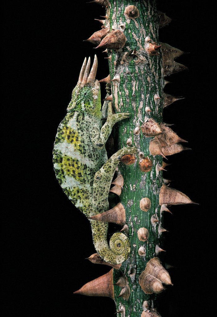 Detail of Chamaeleo johnstoni (Johnston's chameleon) by Anonymous
