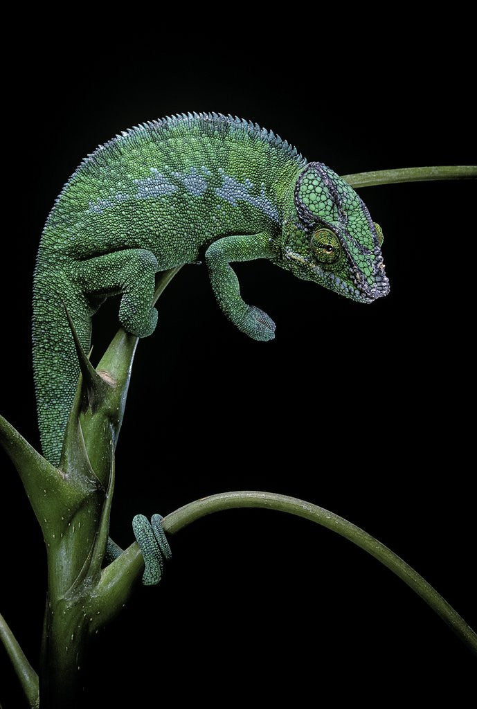 Detail of Chamaeleo pardalis (panther chameleon) by Anonymous