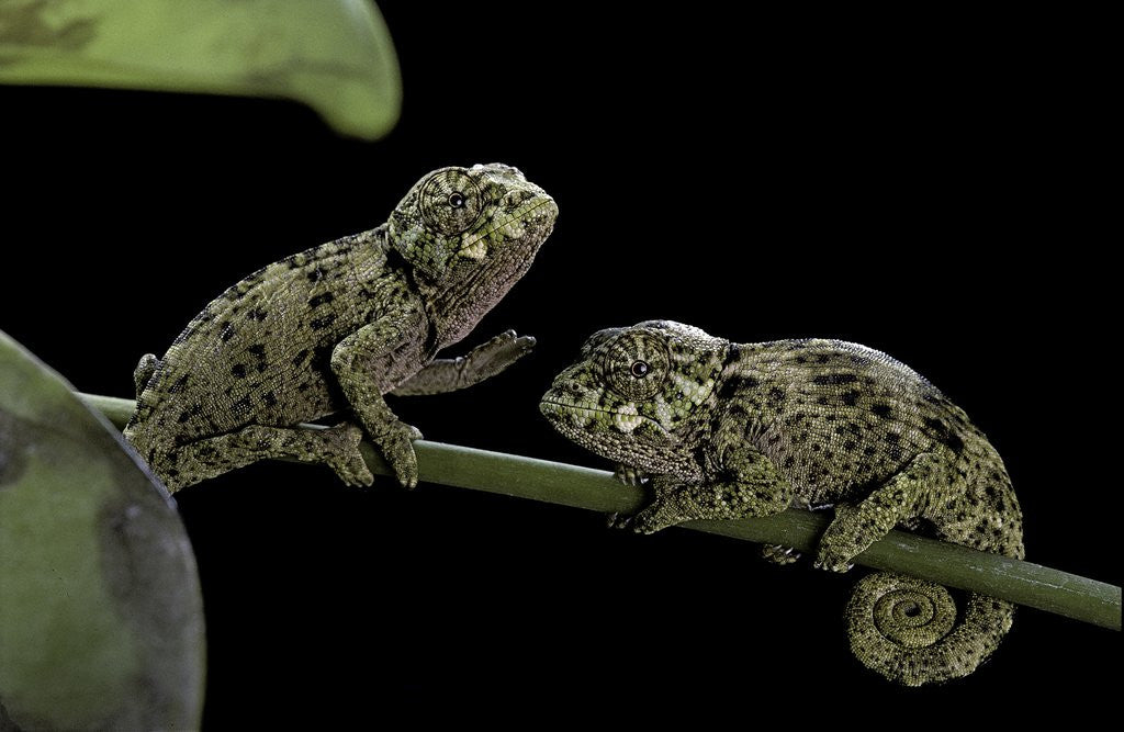 Detail of Chamaeleo johnstoni (Johnston's chameleon) - young by Anonymous