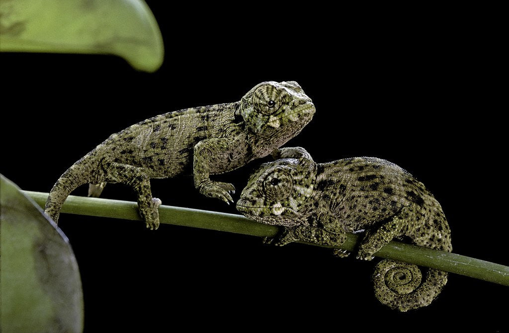 Detail of Chamaeleo johnstoni (Johnston's chameleon) - young by Anonymous