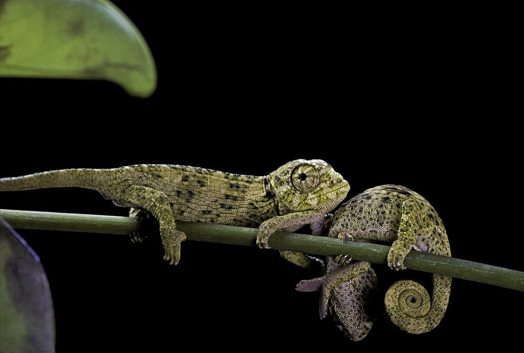Detail of Chamaeleo johnstoni (Johnston's chameleon) - young by Anonymous