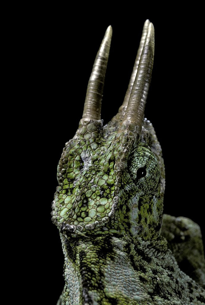 Detail of Chamaeleo johnstoni (Johnston's chameleon) by Anonymous