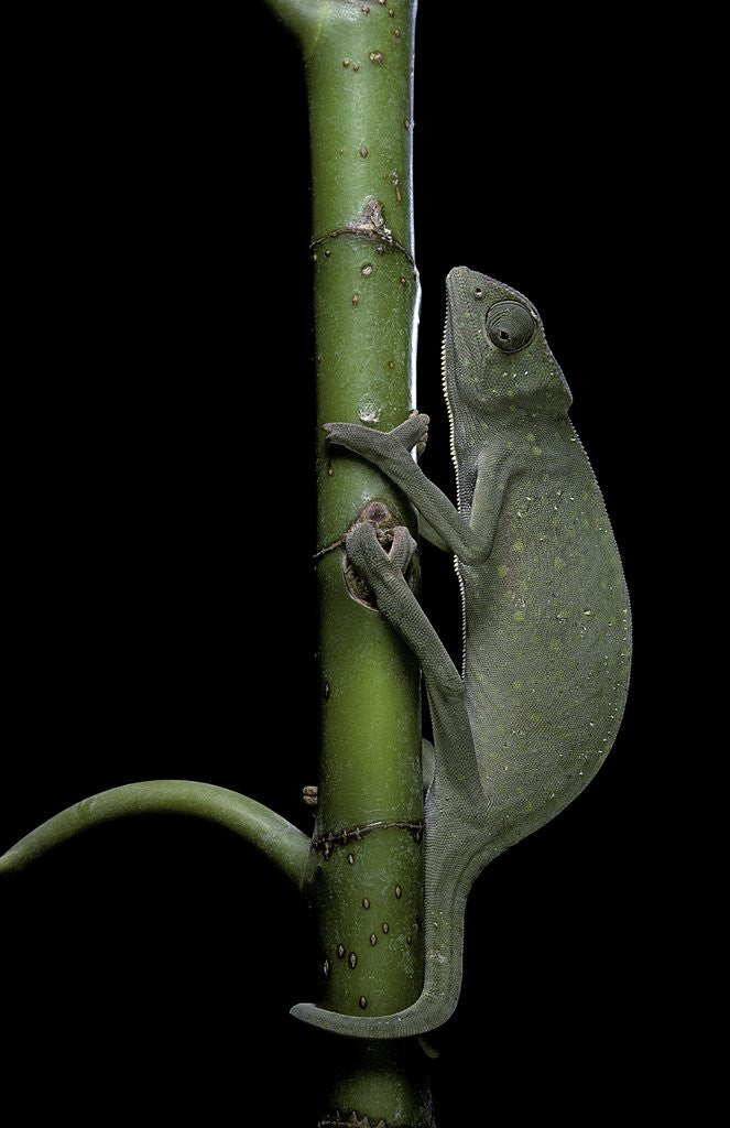 Detail of Chamaeleo senegalensis (Senegal chameleon) by Anonymous