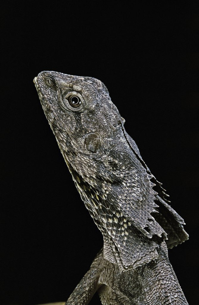 Detail of Chlamidausaurus kingi (frilled lizard) by Anonymous