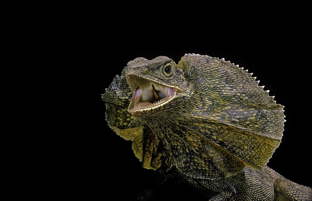 Detail of Chlamidausaurus kingi (frilled lizard) by Anonymous