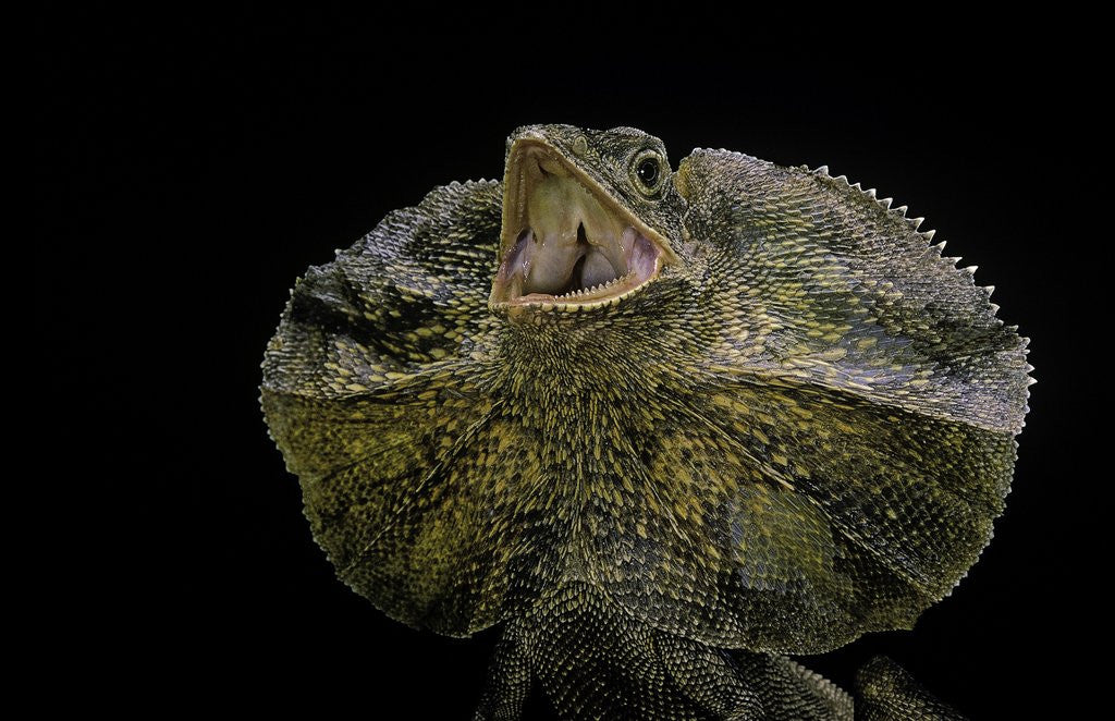 Detail of Chlamidausaurus kingi (frilled lizard) by Anonymous