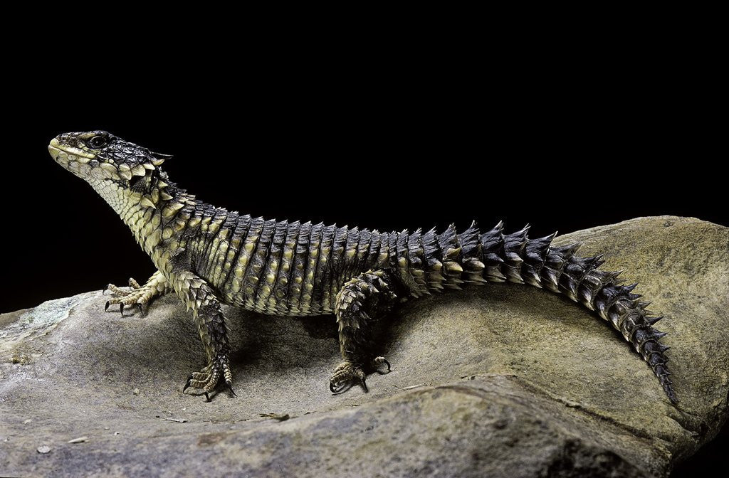 Detail of Cordylus giganteus (sun-gazer) by Anonymous