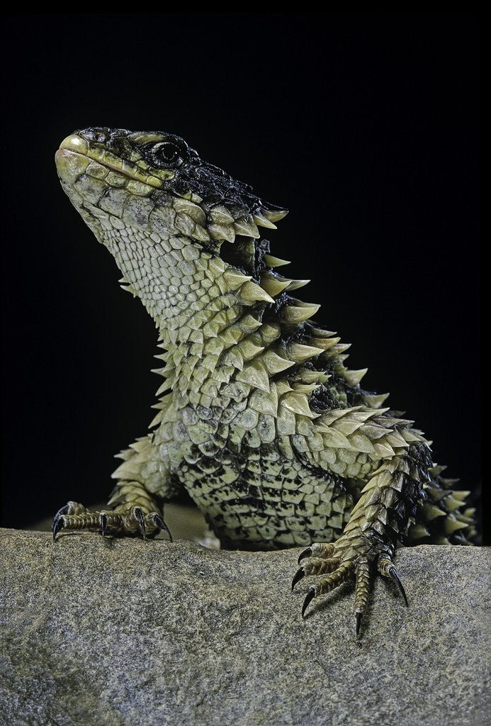 Detail of Cordylus giganteus (sun-gazer) by Anonymous
