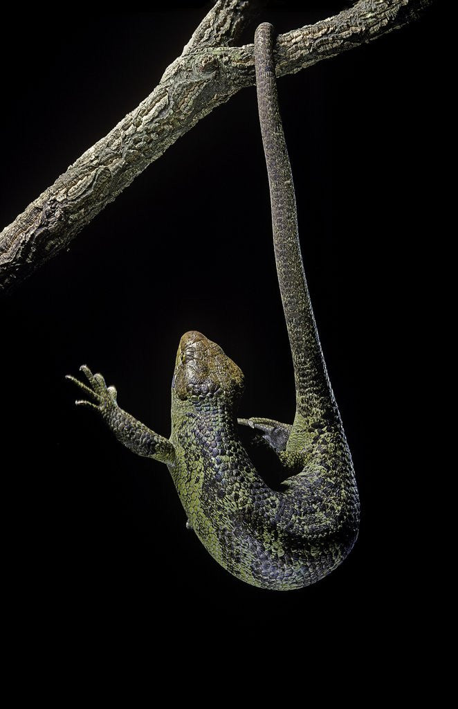 Detail of Corucia zebrata (Solomons tree skink) by Anonymous