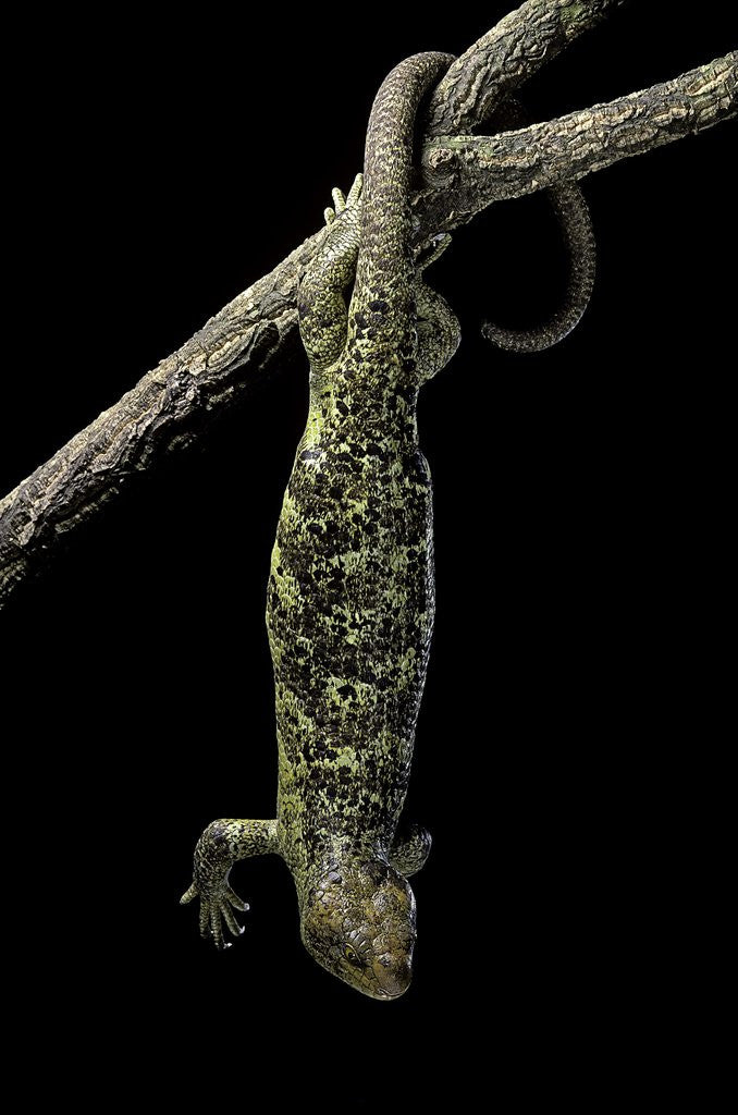 Detail of Corucia zebrata (Solomons tree skink) by Anonymous