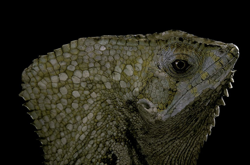 Detail of Corytophanes cristatus (helmeted iguana) by Anonymous