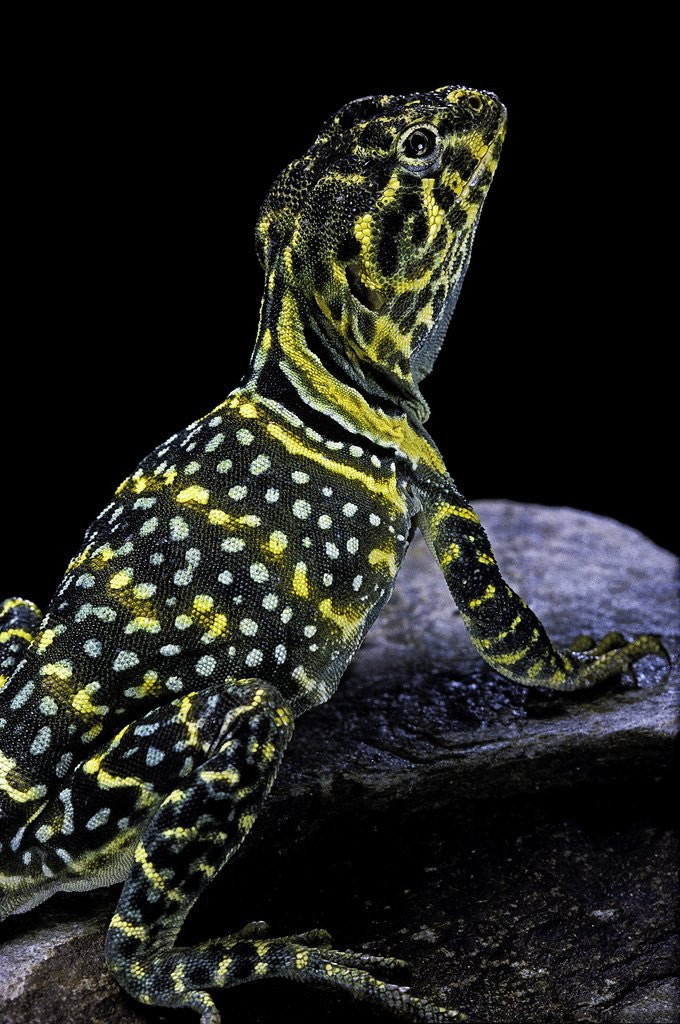 Detail of Crotaphytus collaris (collared lizard) by Anonymous