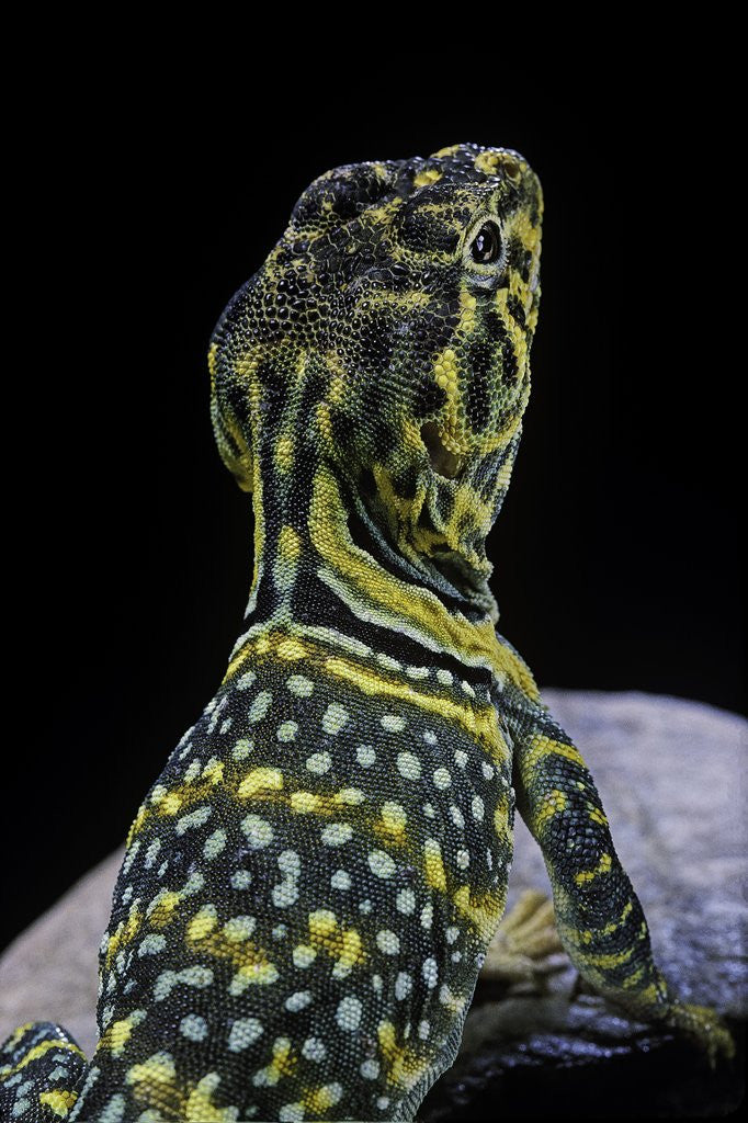 Detail of Crotaphytus collaris (collared lizard) by Anonymous