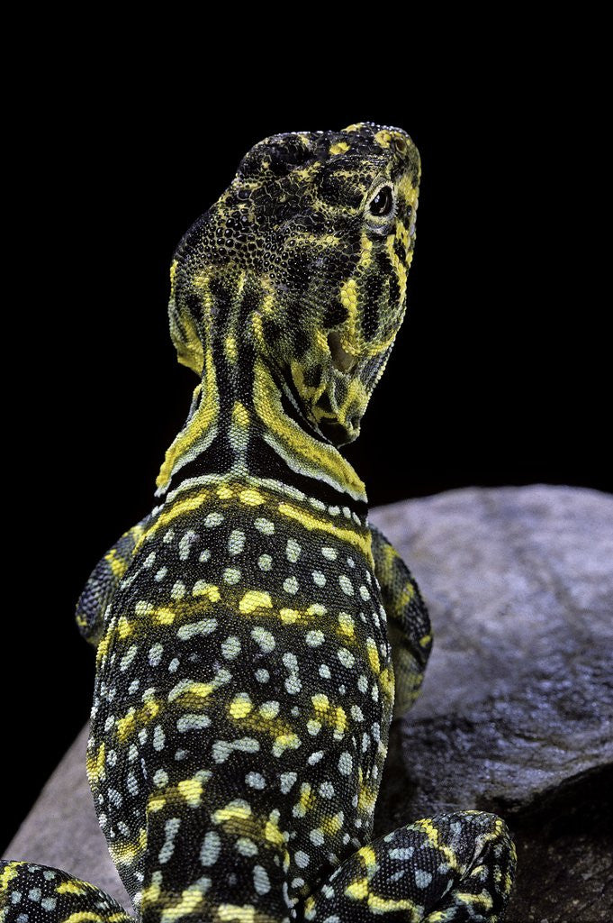 Detail of Crotaphytus collaris (collared lizard) by Corbis