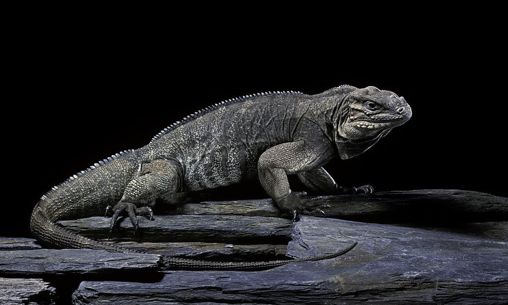 Detail of Cyclura cornuta (rhinoceros iguana) by Anonymous