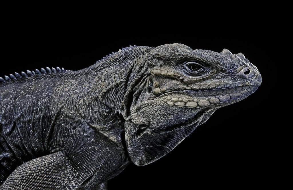 Detail of Cyclura cornuta (rhinoceros iguana) by Anonymous