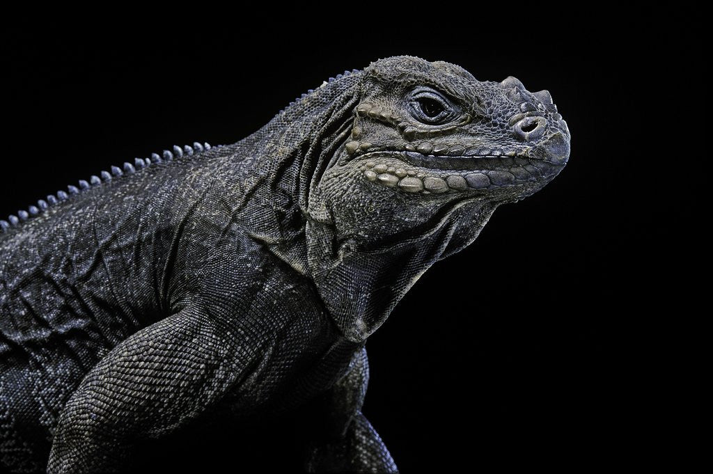 Detail of Cyclura cornuta (rhinoceros iguana) by Anonymous