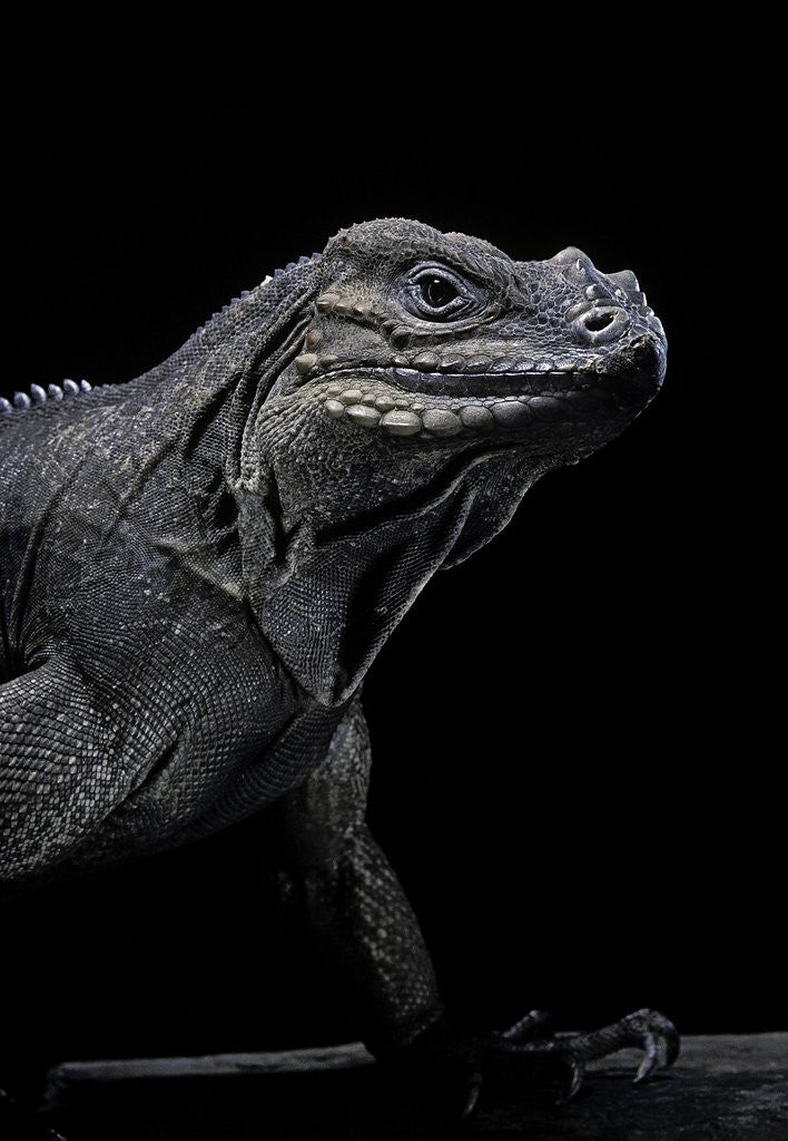 Detail of Cyclura cornuta (rhinoceros iguana) by Anonymous