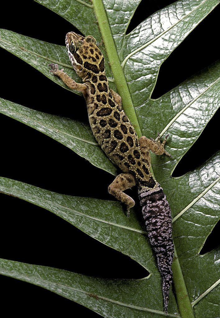 Detail of Cyrtodactylus peguensis (Thai bow-fingered gecko) by Corbis
