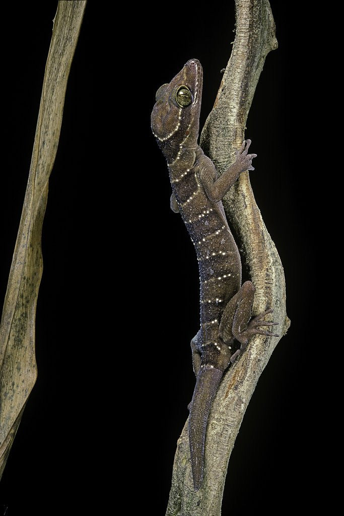 Detail of Cyrtodactylus pulchellus (Malayan forest gecko) by Anonymous