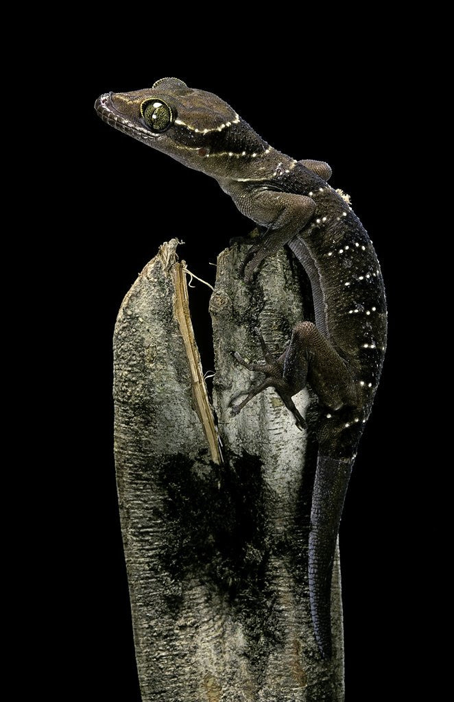 Detail of Cyrtodactylus pulchellus (Malayan forest gecko) by Anonymous